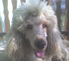 Arwen Golden Z Brtefeldova Paprsku